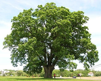 ree